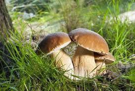 Cueillette des champignons :  Rappel de la réglementation et des consignes de sécurité