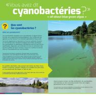 Que sont les cyanobactéries