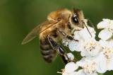 apiculture_credit didier_flickr